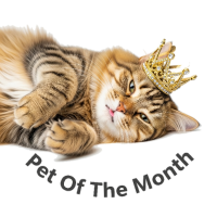 a pet of the month award